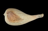 藏品(大枇杷螺)的圖片